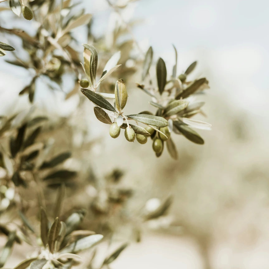 Olive branch with leaves