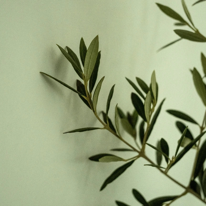 Olive sprig on green backdrop